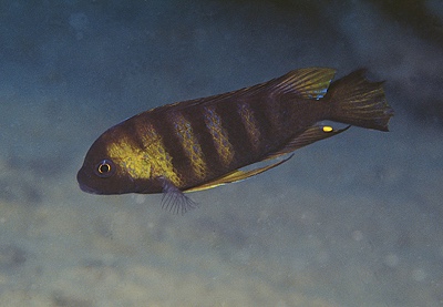 Maylandia sp. 'mbweca' Mbweca Rocks